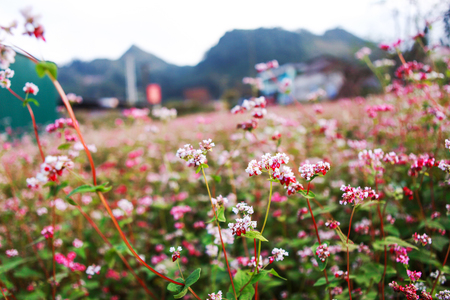 Hill of buckwheat flowersの写真素材