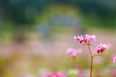 Hill of buckwheat flowersの写真素材