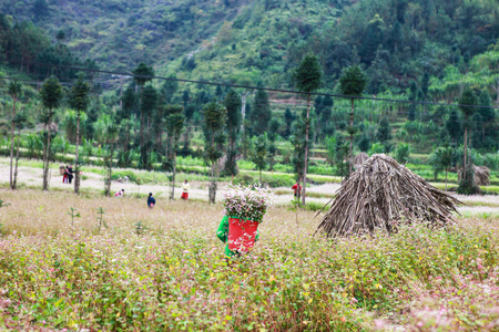 Hill of buckwheat flowersの写真素材