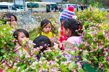 DONG VAN, HA GIANG, VIETNAM, December 18th, 2017: Unidentified ethnic minority kids with baskets of rapeseed flower in Hagiang, Vietnam. Hagiang is a northernmost province in Vietnamのeditorial素材