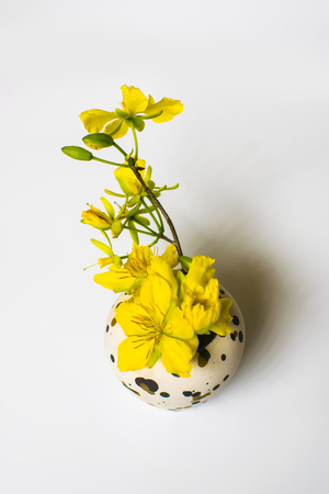 Yellow Apricot Flower in vase isolated on white background, traditional lunar new year in Vietnamの写真素材