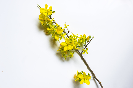 Yellow Apricot Flower isolated on white background, traditional lunar new year in Vietnamの写真素材
