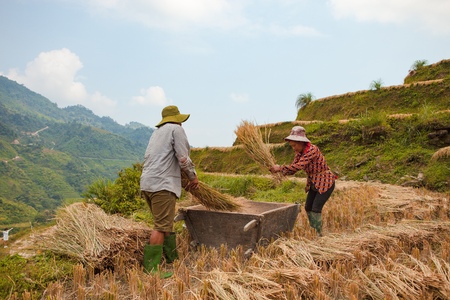 HA GIANG, VIETNAM - OCTOBER 6, 2018: Rice fields on terraced of Hoang Su Phi, Ha Giang, Vietnam. Rice fields prepare the harvest at Northwest Vietnam.Vietnam landscapes.のeditorial素材
