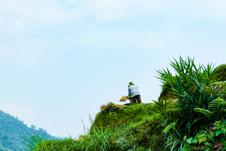 HA GIANG, VIETNAM - OCTOBER 6, 2018: Rice fields on terraced of Hoang Su Phi, Ha Giang, Vietnam. Rice fields prepare the harvest at Northwest Vietnam.Vietnam landscapes.のeditorial素材