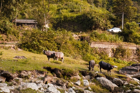 Buffalo on the river Ha Giang, Vietnamのeditorial素材