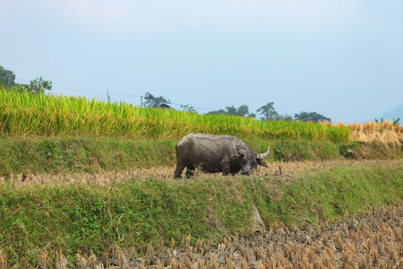 Rice fields on terraced. Fields are prepared for planting rice. Ban Phung, Huyen Hoang Su Phi, Ha...