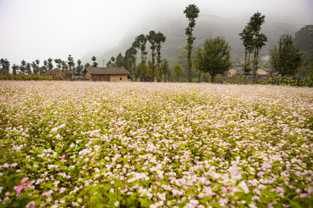 DONG VAN, HA GIANG, VIETNAM, October 13th, 2018: Hill of buckwheat flowers Ha Giang, Vietnam. Hagiang is a northernmost province in Vietnamのeditorial素材