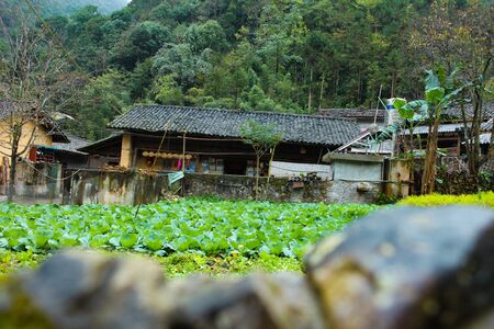 DONG VAN, HA GIANG, VIETNAM, October 27th, 2018:spring on, the simple houses, blooming peach flowers trees, rock plateau where Ha Giang, Vietnam northernmost countryのeditorial素材