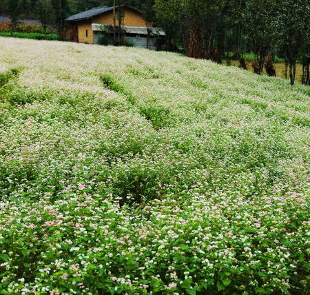 DONG VAN, HA GIANG, VIETNAM, October 27th, 2018: Hill of buckwheat flowers Ha Giang, Vietnam. Hagiang is a northernmost province in Vietnamのeditorial素材