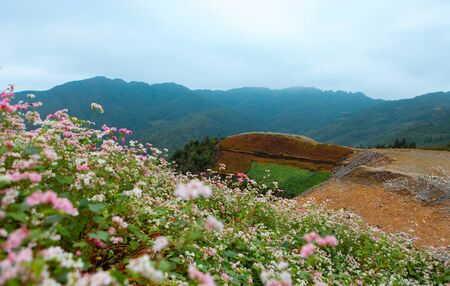 DONG VAN, HA GIANG, VIETNAM, October 27th, 2018: Hill of buckwheat flowers Ha Giang, Vietnam. Hagiang is a northernmost province in Vietnamのeditorial素材