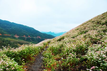 DONG VAN, HA GIANG, VIETNAM, October 27th, 2018: Hill of buckwheat flowers Ha Giang, Vietnam. Hagiang is a northernmost province in Vietnamのeditorial素材