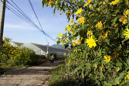 DA LAT, VIETNAM, November 8th, 2018: Vietnamese countryside with wild sunflower bloom in yellow along street, Dalat is city for travel, with beauty landscape, beauty village, wild flowerのeditorial素材