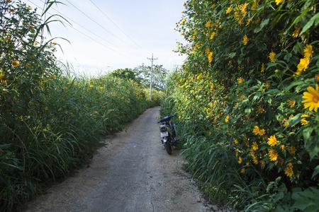 DA LAT, VIETNAM, November 8th, 2018: Vietnamese countryside with wild sunflower bloom in yellow along street, Dalat is city for travel, with beauty landscape, beauty village, wild flowerのeditorial素材