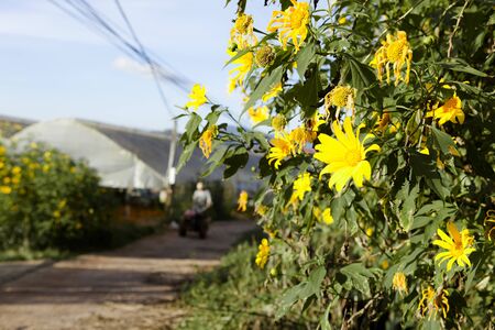 DA LAT, VIETNAM, November 8th, 2018: Vietnamese countryside with wild sunflower bloom in yellow...