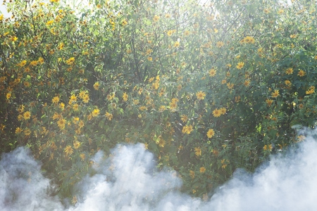 Bush of wild sunflower bloom in yellow, colorful scene in smoke at Da Lat, Vietnamの写真素材