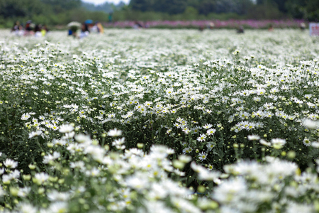 Nightingale daisy flower in Hanoi street. It blossoms only a single season in very short time in late November, early December - autumn season (Hanoi, Vietnam)の写真素材