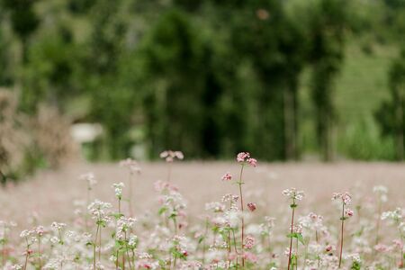 Field of buckwheat flowers at Ha Giang, Viet Nam. Ha Giang is famous for Dong Van karst plateau global geological park.の写真素材