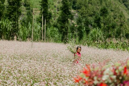DONG VAN, HA GIANG, VIETNAM, SEPTEMBER 27th, 2019: Field of buckwheat flowers at Ha Giang, Viet Nam....