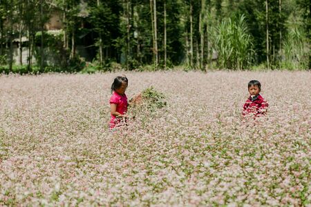 DONG VAN, HA GIANG, VIETNAM, SEPTEMBER 27th, 2019: Field of buckwheat flowers at Ha Giang, Viet Nam....