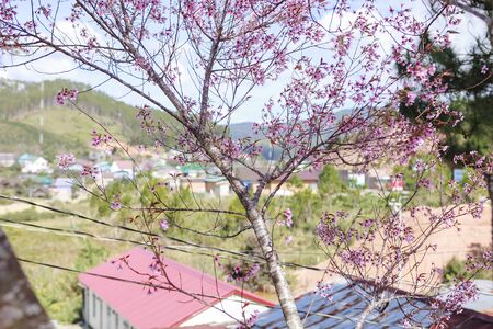 Peach blossom full of flowers on both sides of the road at Da Lat city, Lam Dong, Viet Namの写真素材