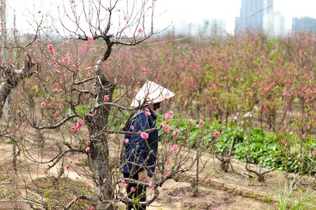 Nhat tan, Hanoi, Vietnam, Jan 15, 2020: Vietnamese farmers in peach blossom fields,There are many peach blossom field in spring. Peach flower is the symbol of Vietnamese lunar new yearのeditorial素材