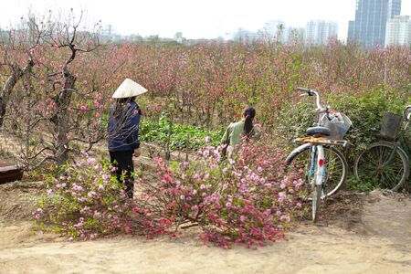 Nhat tan, Hanoi, Vietnam, Jan 15, 2020: Vietnamese farmers in peach blossom fields,There are many peach blossom field in spring. Peach flower is the symbol of Vietnamese lunar new yearのeditorial素材
