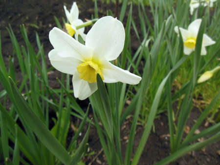 Narcissusの写真素材