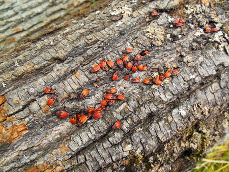 Bugs tell-tales on a wood trunkの写真素材