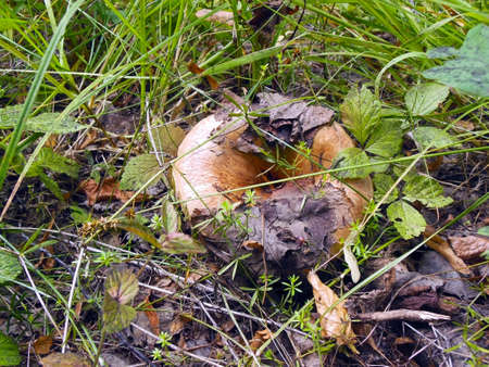 Mushrooms in the crude and dark deciduous woodの写真素材