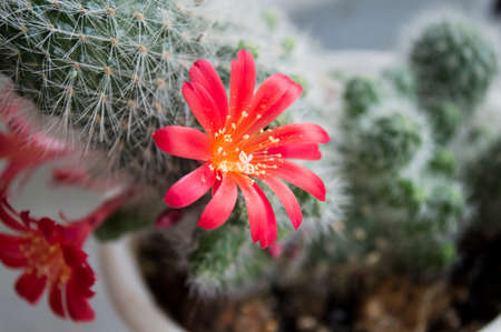 Cactus in a pot with fine big red flowersの写真素材