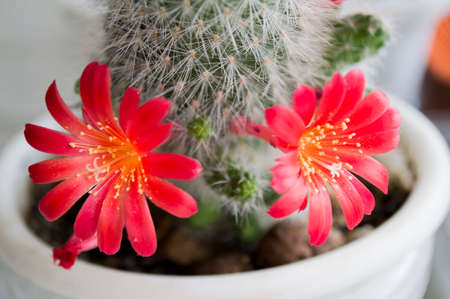 Cactus in a pot with fine big red flowersの写真素材