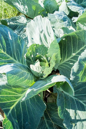 Middle of summer: cabbage on a garden bedの写真素材