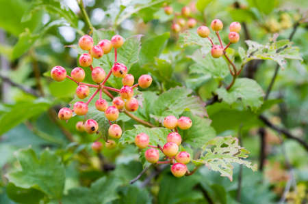 Unripe garden guelder-rose on a bush, the middle of summerの写真素材