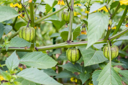 Middle of summer: Physalis flowers on a garden bedの写真素材