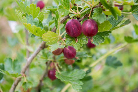 Middle of summer: the keeping-up red gooseberryの写真素材