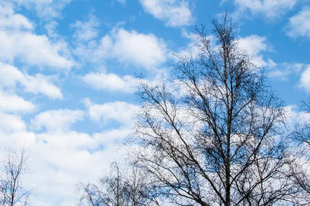 The sky, easy clouds, winter time, trees without leavesの写真素材