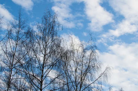 The sky, easy clouds, winter time, trees without leavesの写真素材