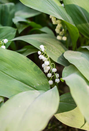 The blossoming spring lily of the valley (Convallaria Majalis)の写真素材