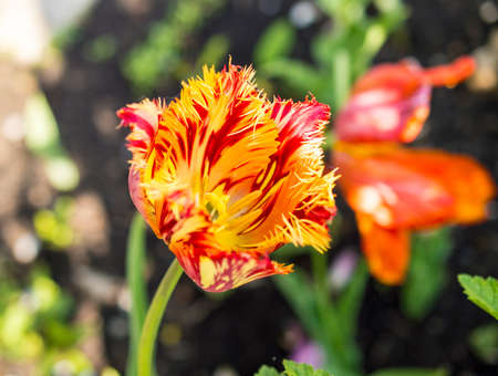The tulip (Tulipa) in the spring in an open groundの写真素材