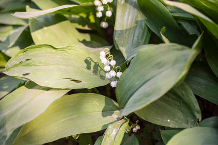 The blossoming spring lily of the valley (Convallaria Majalis)の写真素材