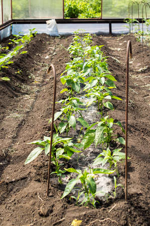 Seedling of vegetables in the protected soilの写真素材