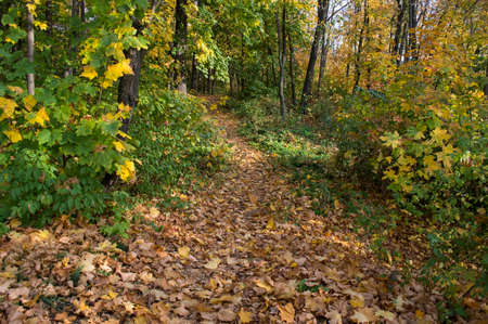 Foot footpath on the bright autumn woodの写真素材