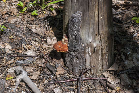 Mushroom, fungus on a birch trunkの写真素材