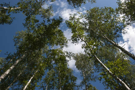 Summer in the pure light pine wood