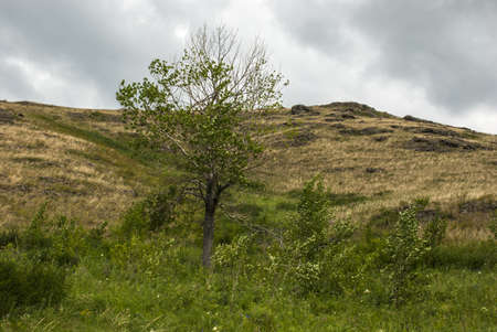 The tree on a rocky slope of the mountainの写真素材