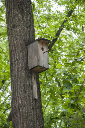 The self-made nesting box on a tree in the summer wood