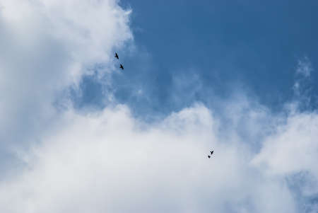 Two couples of hawks in the summer cloudy skyの写真素材