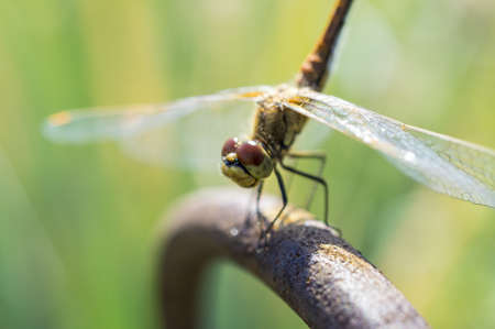 The dragonfly the vacationer on a barの写真素材