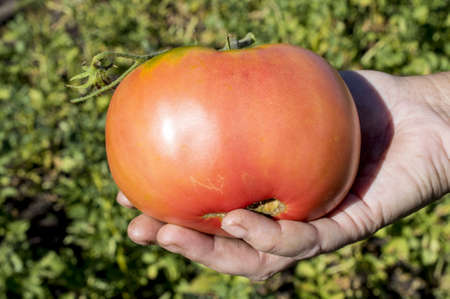 Ripe tomato in hands of the rural toilerの写真素材