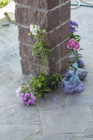Saplings of flowers before landing to the soil